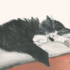 Sleeping Cat Print of my cat Thor a black and white Norwegian Forest cat laying on a white pillow