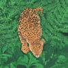 Leopard Print of a leopard ready to spring into action. The background is green jungle leaves