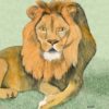 Lion Portrait Print of a male Lion staring contemplatively at you sitting on short grass. Original was done in colored pencil